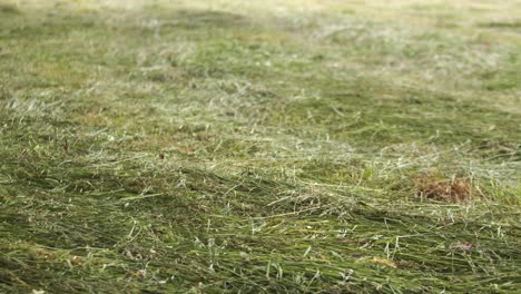 Low-POV-tilt-up-shot-of-land-with-freshly-cut-grass