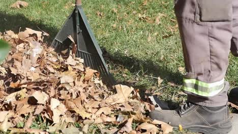 raking leaves in a yard