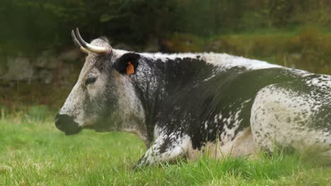 Rare-Vosgienne-black-and-white-cow-portrait-resting-in-a-green-meadow-in-spring-Vosges-France-4K