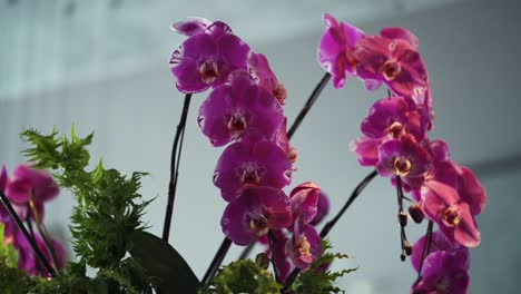 orquídeas rosadas en impresionantes primeros planos
