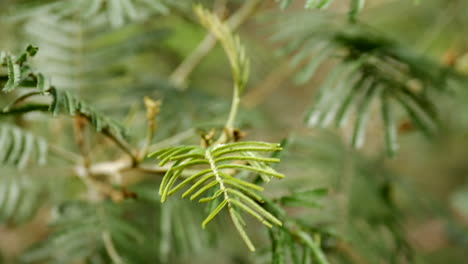 close up of a native australian black wattle tree hand held