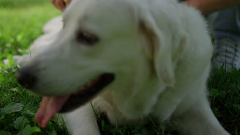 feliz golden retriever acostado en la hierba con la boca abierta la lengua fuera de primer plano.