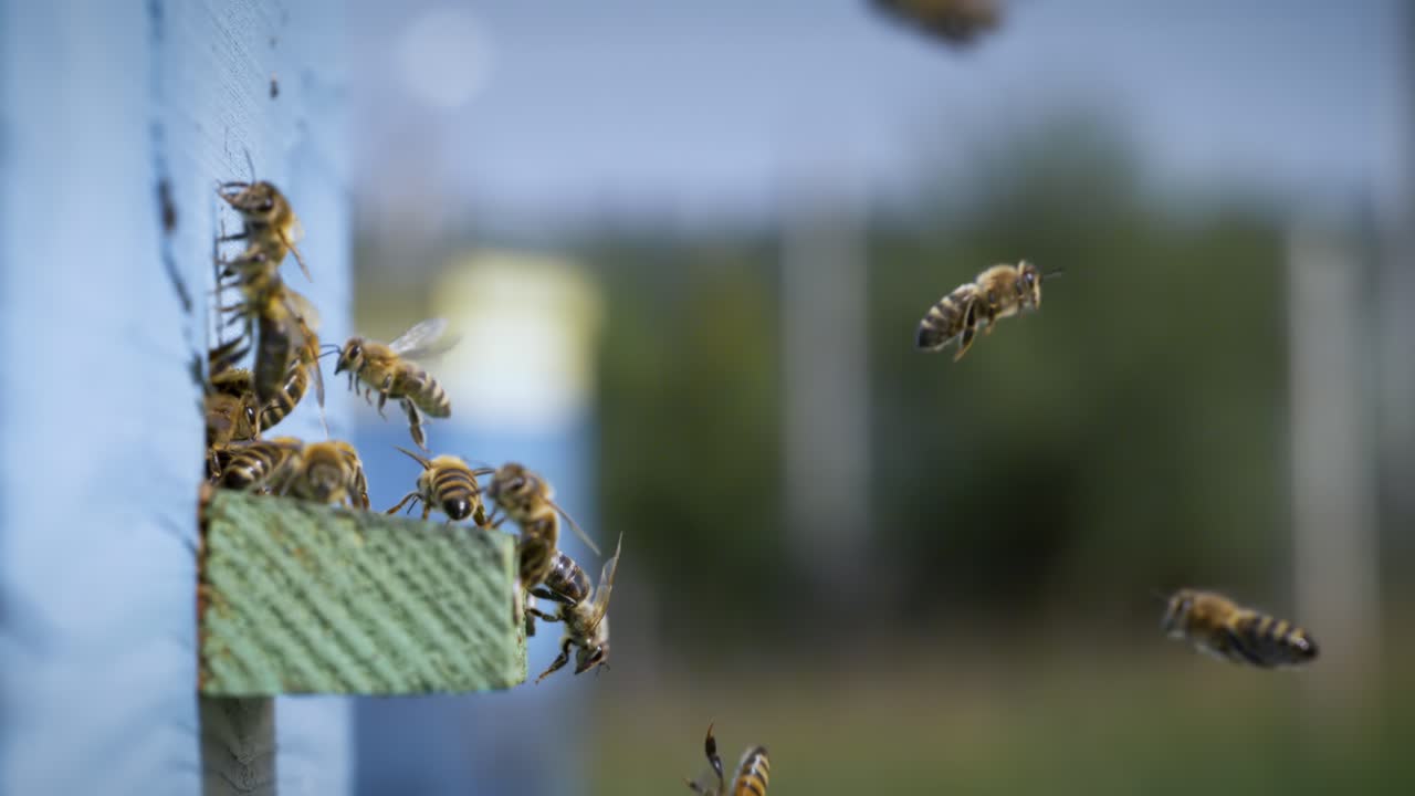 Honey bees fly near a beehive in a super slow motion. Shot on super slow motion camera 1000 fps. Bees are best known to humans for their ecological roles as pollinators