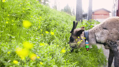 Seitliche-Nahaufnahme-Von-Rentieren,-Die-Grünes-Gras-Von-Einem-Kleinen-Hügel-In-Lappland-Fressen