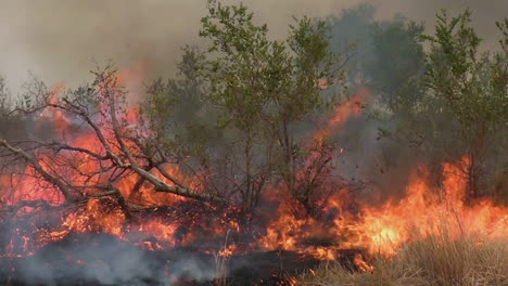 wildfire burning through vegetation