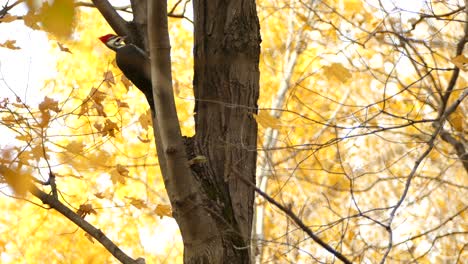 Typical-movement-from-bird-looking-around-vicinity-for-possible-prey-in-fall