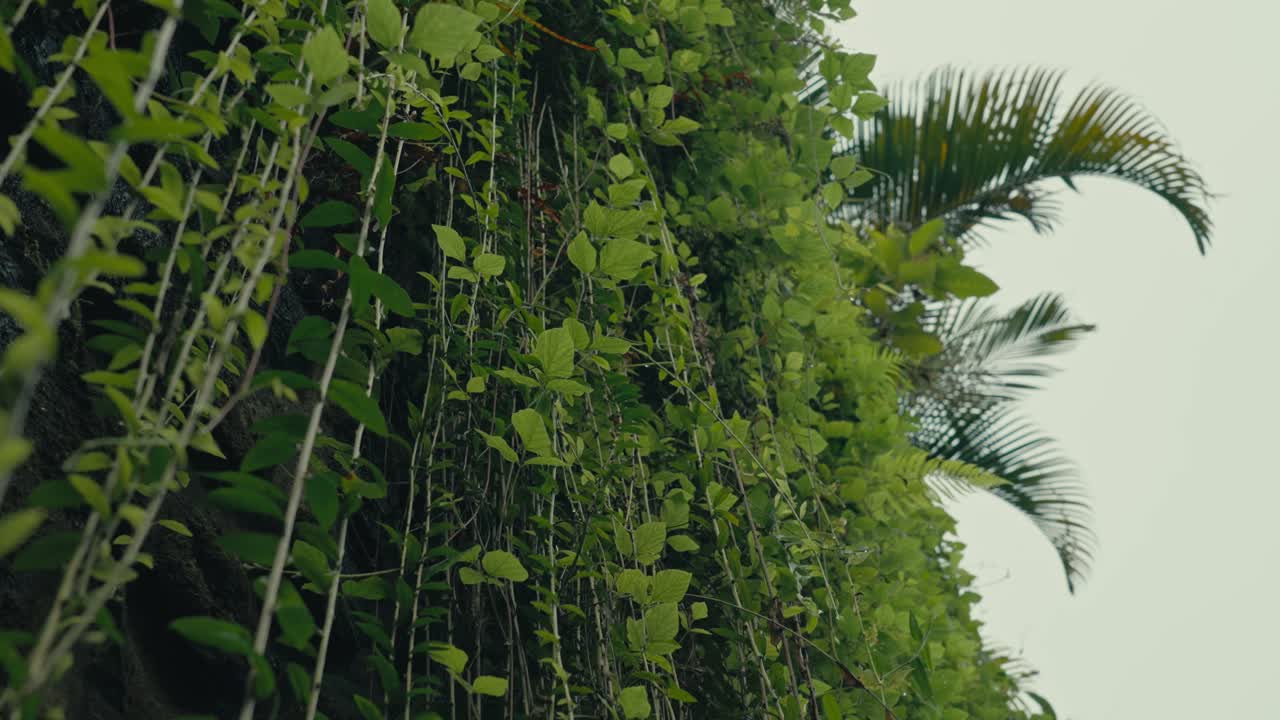 Parete naturale di lussureggianti rampicanti tropicali verdi pendenti.