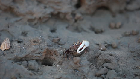 sea-crabs-on-a-beach,-aquatic-crabs,-fiddler-crabs,-red-crab,-Mangrove-Crab,-one-legged-crab