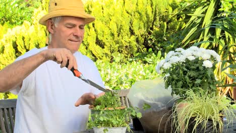 mature man potting plants in the garden