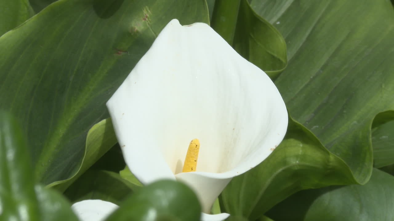 White Calla Lily in a Garden