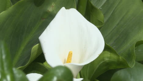 white calla lily in a garden