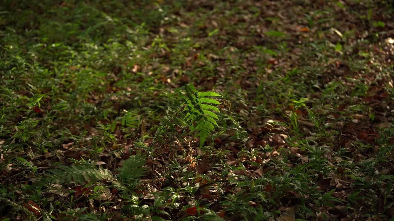 Sun light on a leaf fades away slowly