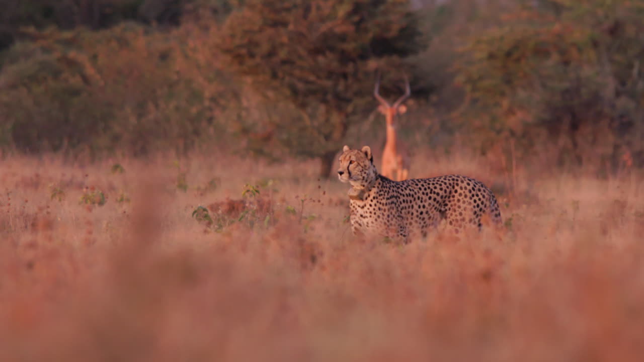 Wide follow shot of a collared cheetah scanning for prey while moving