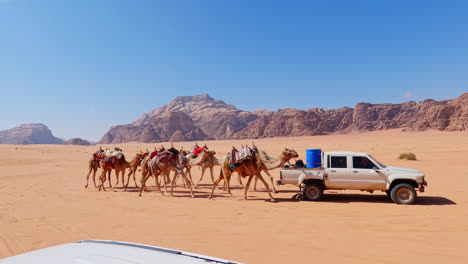 pan right shot of pick-up truck guiding camel caravan in wadi rum desert, jordan