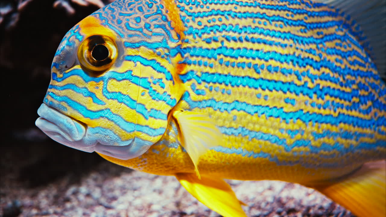 Close up of a sailfin snapper fish swimming near coral reefs