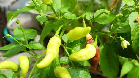 chili-plants-blown-by-the-wind