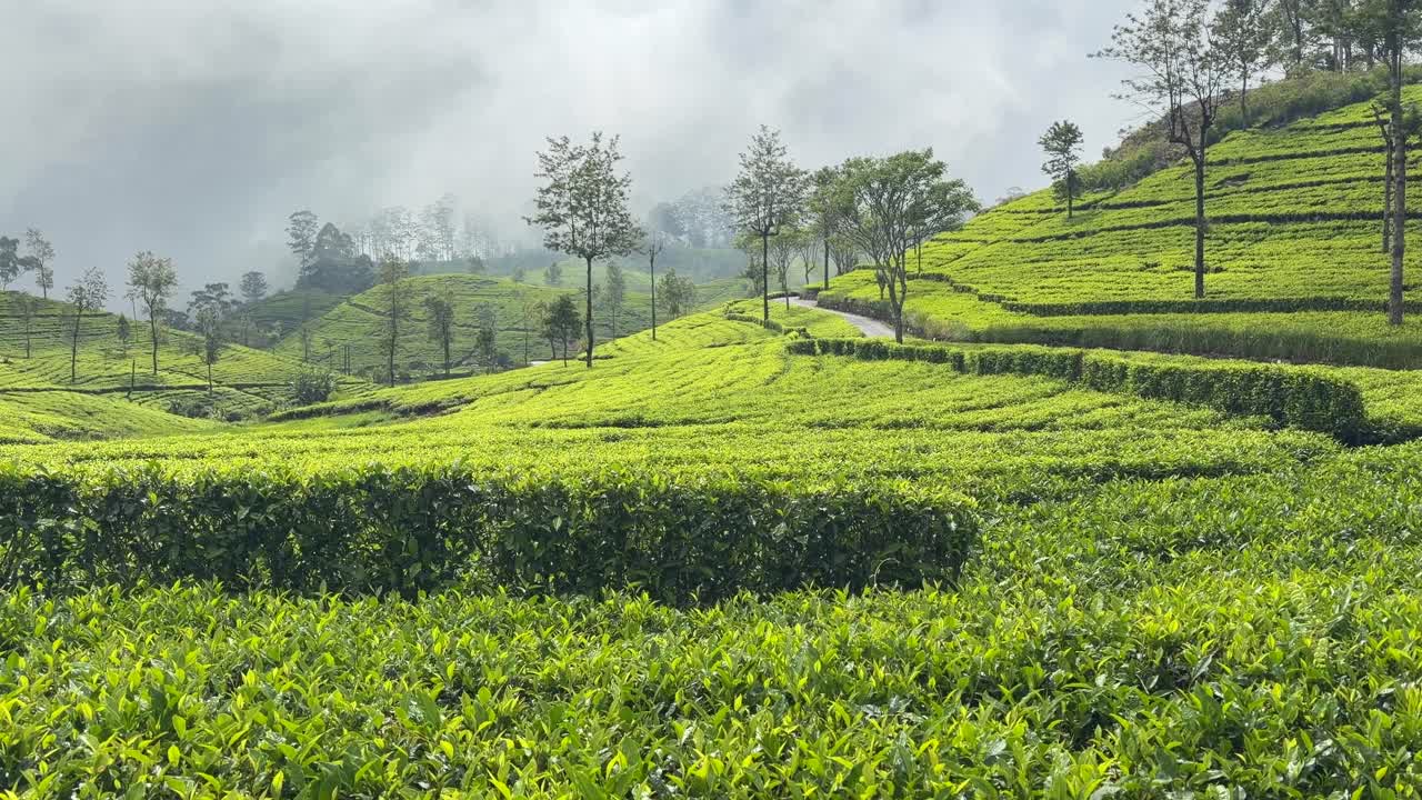 Lipton’s Seat Haputale Sri Lanka, piantagioni di tè, campi verdi, paesaggio collinare.