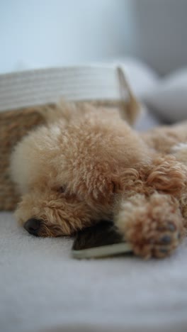 caniche somnoliento con un teléfono