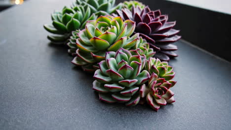 vibrant succulent plant collection