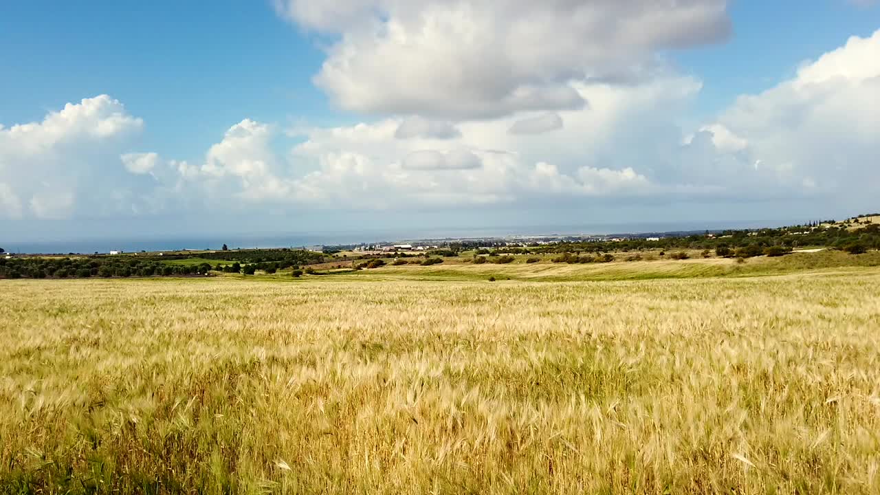 Golden wheat field in the Cyprus countryside near Paphos Airport under clear blue skies. A peaceful rural landscape perfect for nature, agriculture, and travel-themed visual projects.
