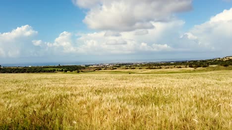 golden wheat field in the cyprus countryside near paphos airport under clear blue skies. a peaceful rural landscape perfect for nature, agriculture, and travel-themed visual projects.