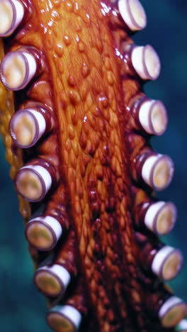 close-up of an octopus tentacles