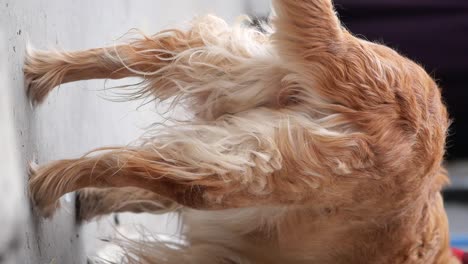 golden retriever rear view