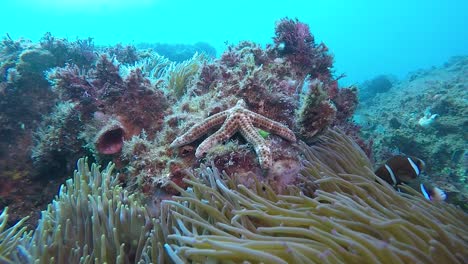 a colourful starfish on a rock near an anemone swaying in the ocean current filmed at 60fps