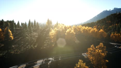aerial drone view flight over pine tree forest in mountain at sunset