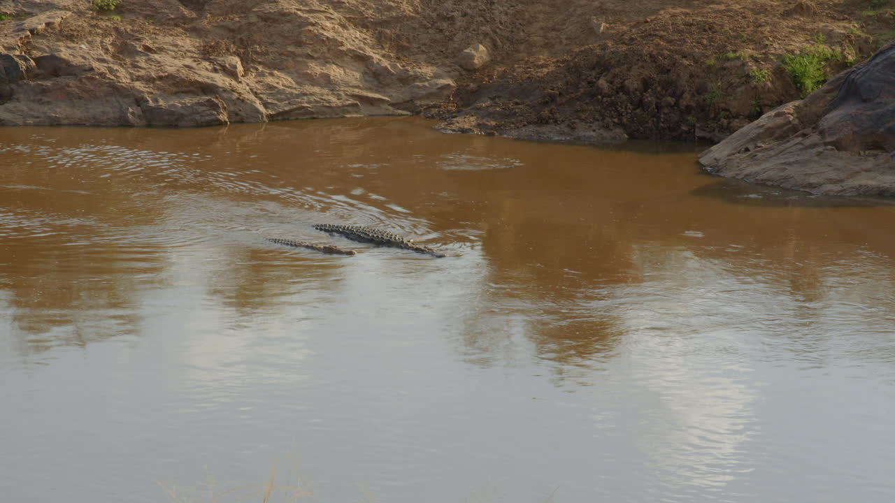 dos cocodrilos del nilo se posicionan en el río mara, con la esperanza de emboscar a sus presas mientras cruzan