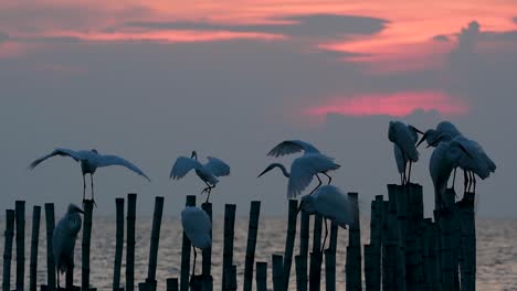 The-Great-Egret,-also-known-as-the-Common-Egret-or-the-Large-Egret