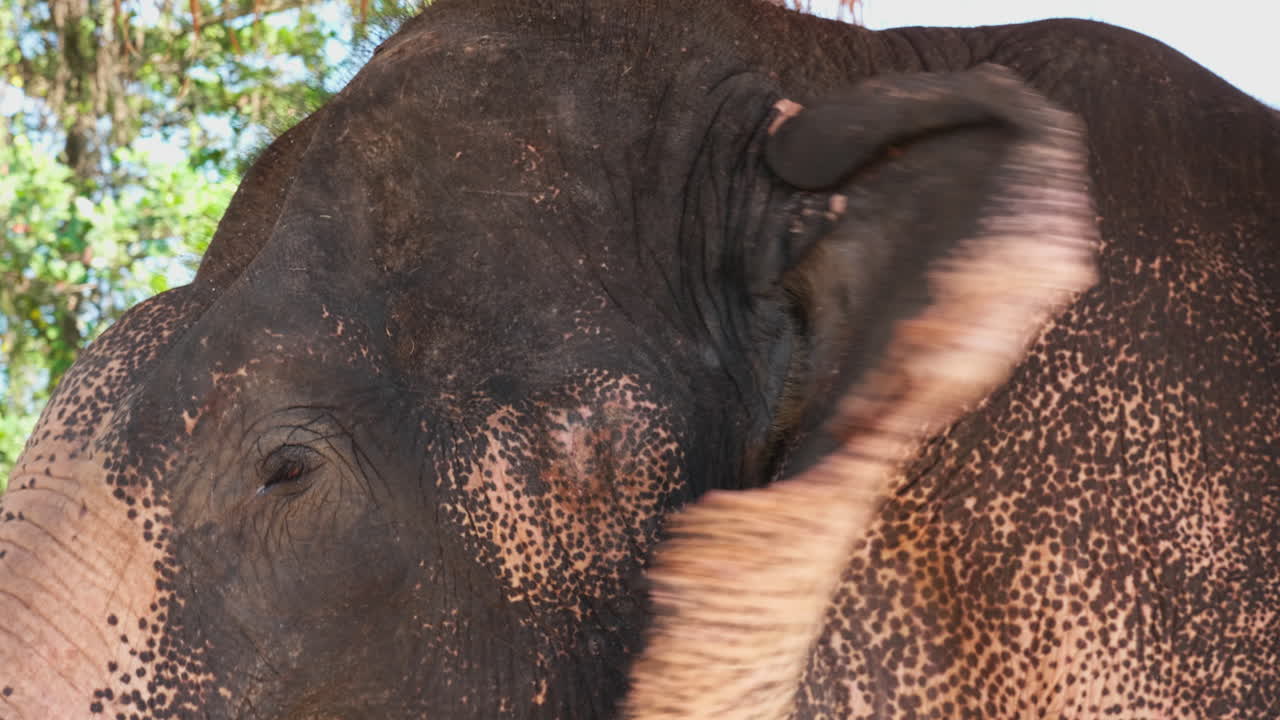 un primer plano de un elefante