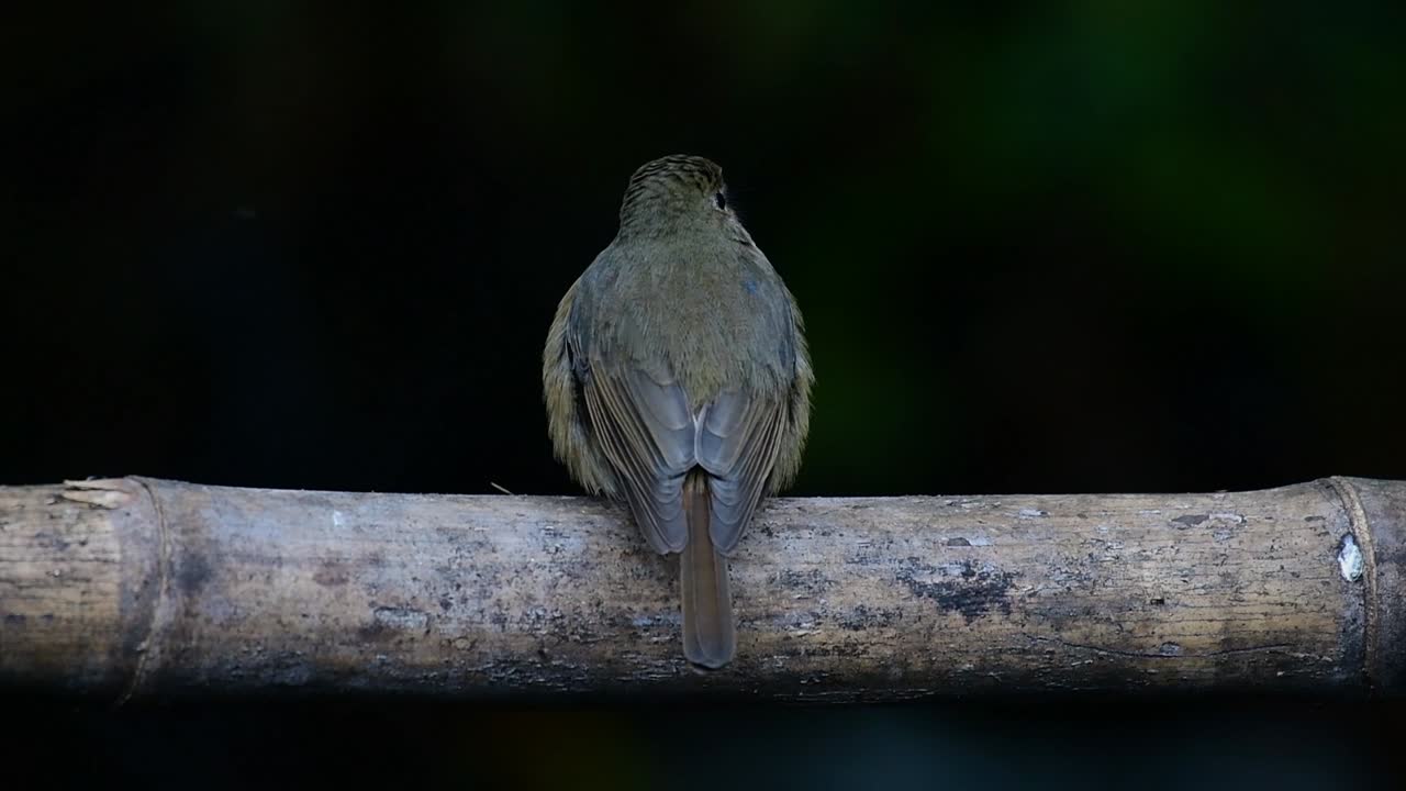 papamoscas azul de la colina posado en un bambú, cyornis whitei
