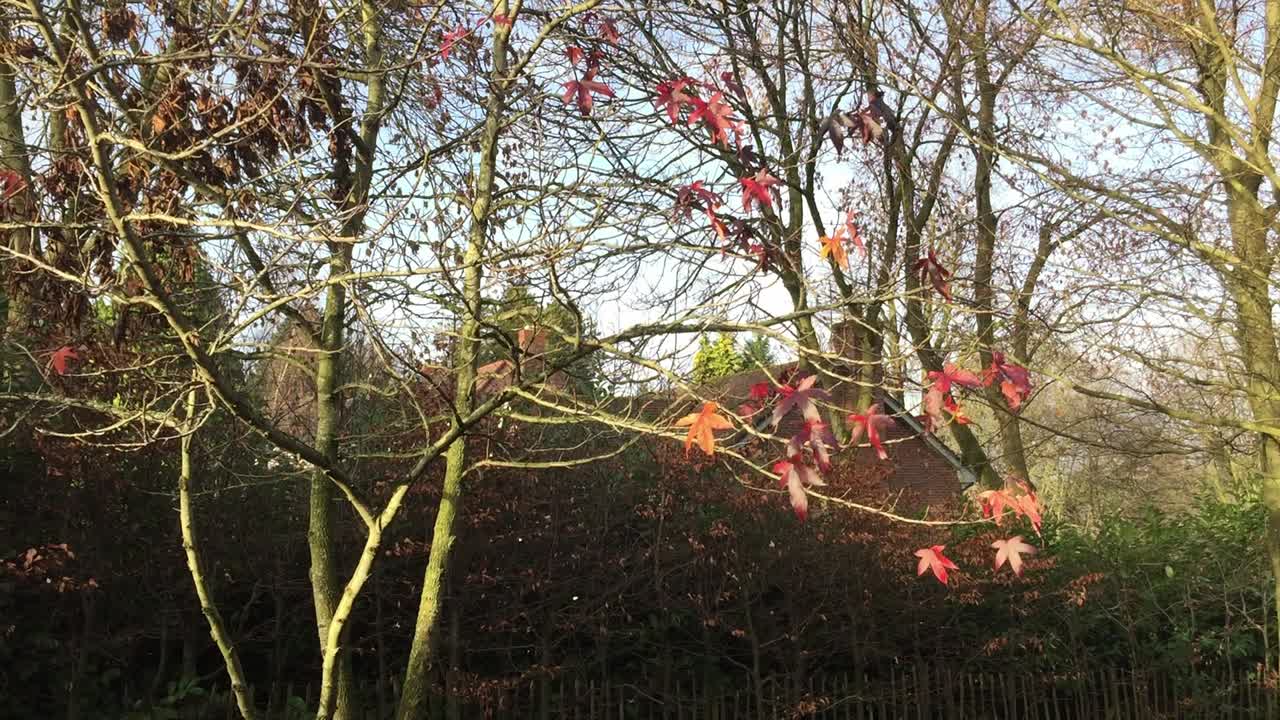 Autumn in England - Last of the bright red autumn leaves tremble in the breeze.