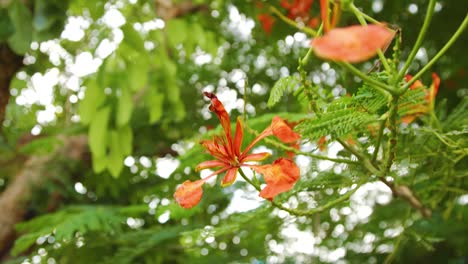 beautiful red flowers on a healthy green huacachina tree in curacao - tilt up