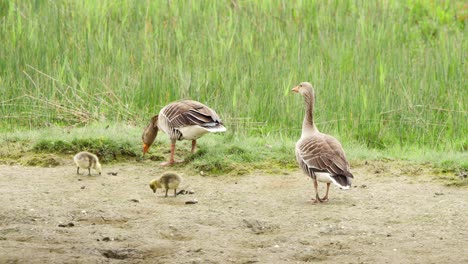 greylag geese parents with newborn goslings grazing on grass in dirt