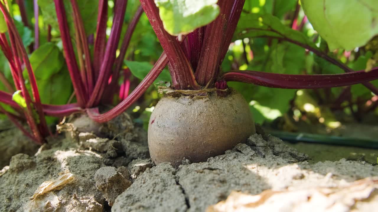 remolacha roja, remolacha ecológica con hojas en el fondo del suelo