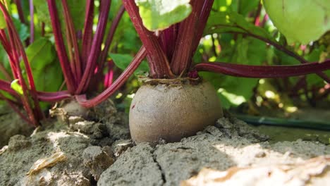 red beetroots, organic beets with leaves on soil background