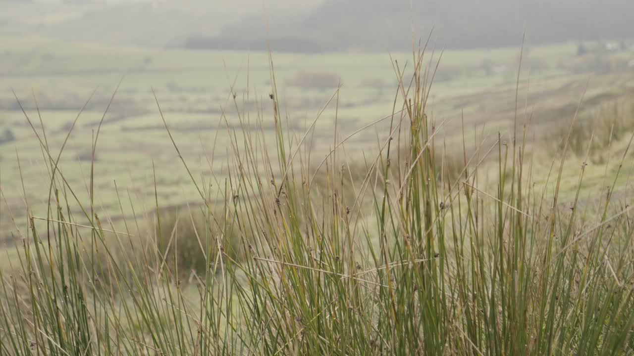 hierba puntiaguda en los páramos en pendle hill en lancashire