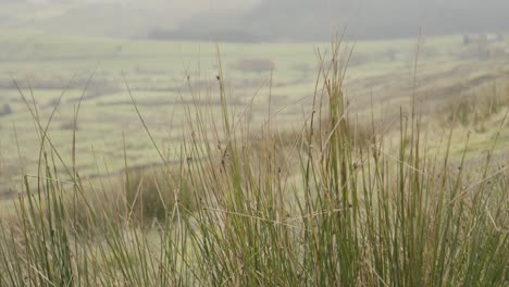 Hierba-Puntiaguda-En-Los-Páramos-De-Pendle-Hill-En-Lancashire