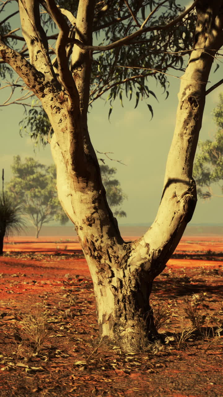 A lone gum tree stands tall in the Australian outback