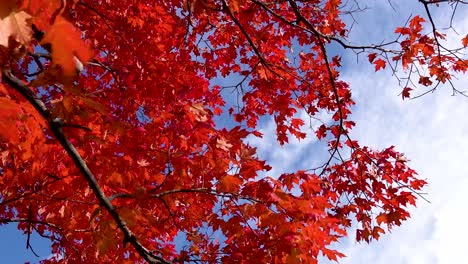 colorful-bright-red-autumn-leaves-on-a-windy-day-4k