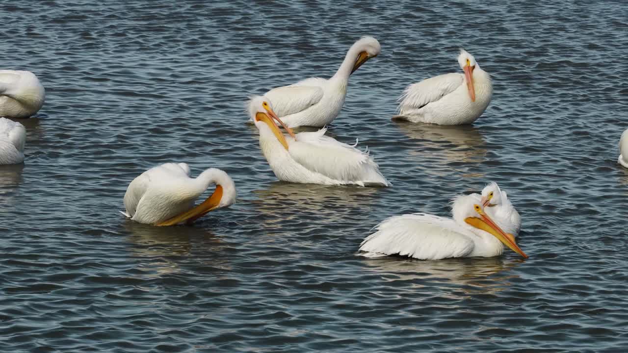 grupo de pelícanos blancos americanos acicalándose con plumas en un lago poco profundo a lo largo de la costa del golfo de texas en invierno