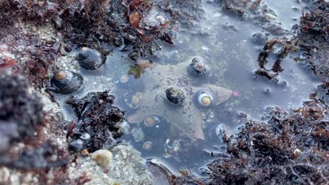 Hermit-crabs-climbing-over-a-white-sea-star-in-an-ocean-tidepool-in-Pacific-Grove,-California