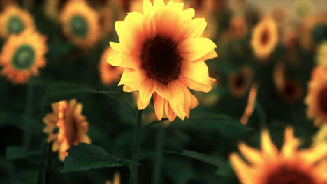 muchos girasoles grandes de color amarillo brillante en los campos de plantación en la puesta de sol de la tarde