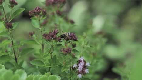 Biene-Kriecht-Auf-Braunen-Blumen,-Nahaufnahme-Makro