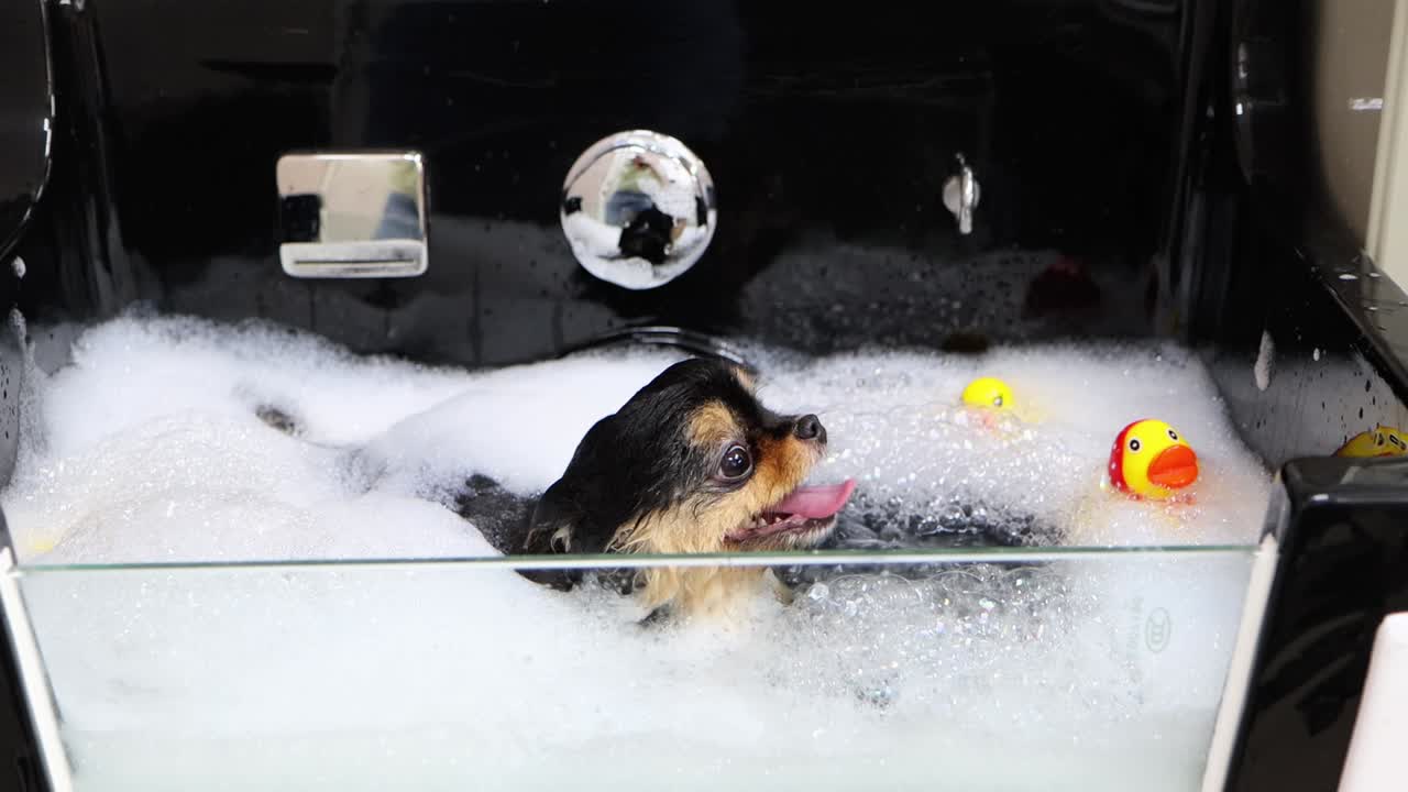 애완동물 정리사 는 향수 를 사용 하여 개 를 목욕 에 는다