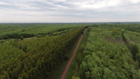 wide aerial flyover of straight dirt road and rows of green deciduous trees, argentina