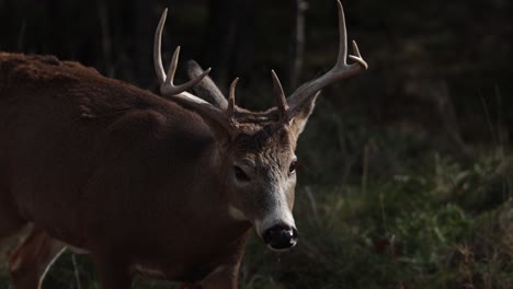 whitetail buck deer exits forest to forage in sun