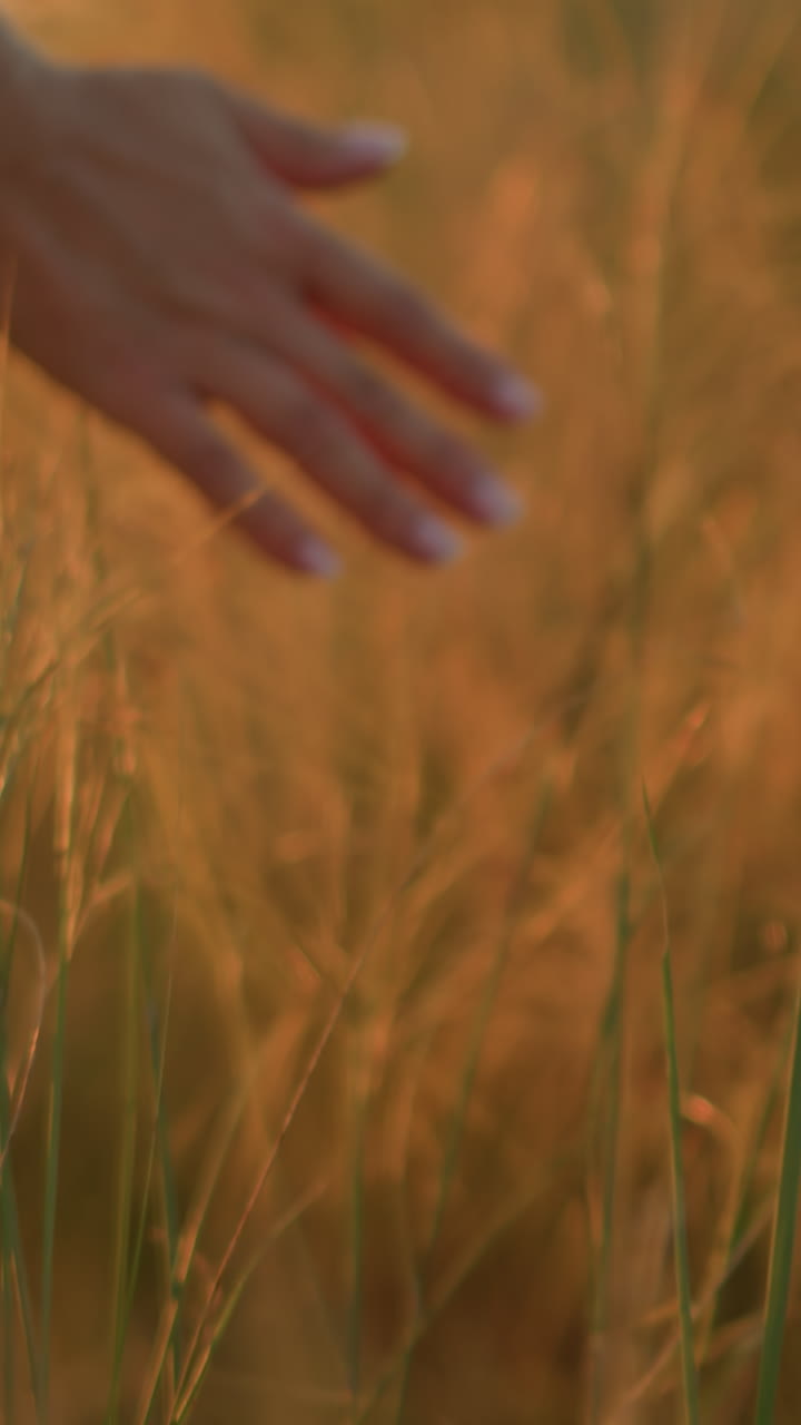Close-up of hand gently touching grain in a golden field during sunset, feeling texture of natural plant under warm, golden sunlight
